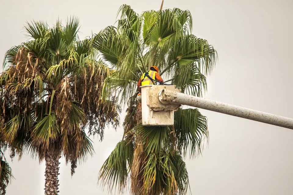 Worker trims tall palm tree.